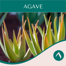 Load image into Gallery viewer, Agave