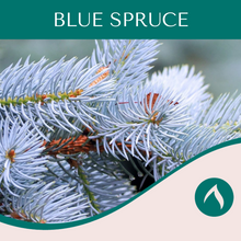 Load image into Gallery viewer, Blue Spruce