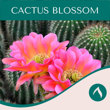 Load image into Gallery viewer, Cactus Blossom