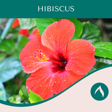 Load image into Gallery viewer, Hibiscus