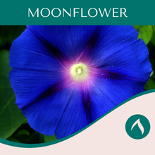Load image into Gallery viewer, Moonflower