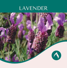 Load image into Gallery viewer, Lavender