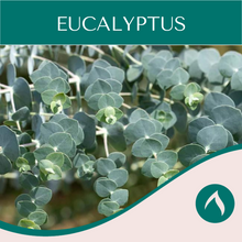 Load image into Gallery viewer, Eucalyptus