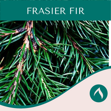 Load image into Gallery viewer, Frasier Fir