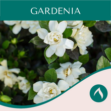 Load image into Gallery viewer, Gardenia