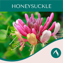 Load image into Gallery viewer, Honeysuckle