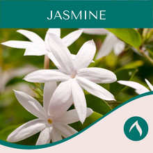 Load image into Gallery viewer, Jasmine