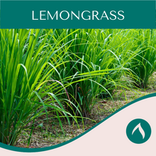Load image into Gallery viewer, Lemongrass
