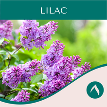 Load image into Gallery viewer, Lilac