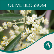 Load image into Gallery viewer, Olive Blossom