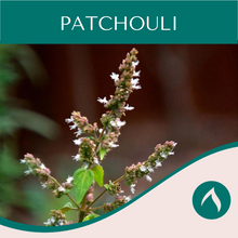 Load image into Gallery viewer, Patchouli