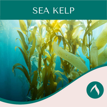 Load image into Gallery viewer, Sea Kelp