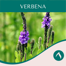 Load image into Gallery viewer, Verbena