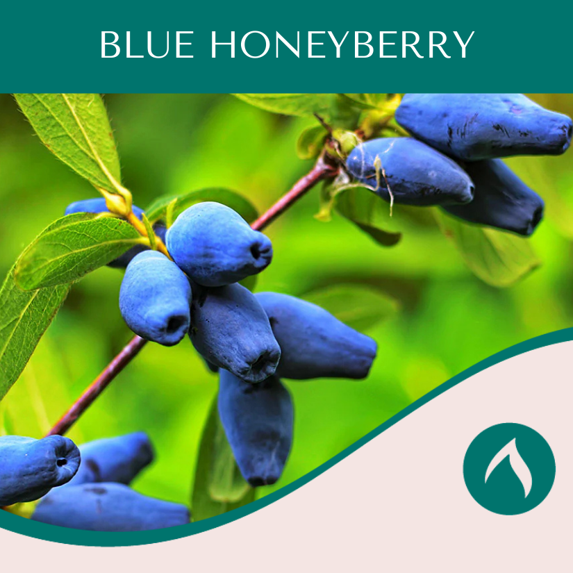 Blue Honeyberry
