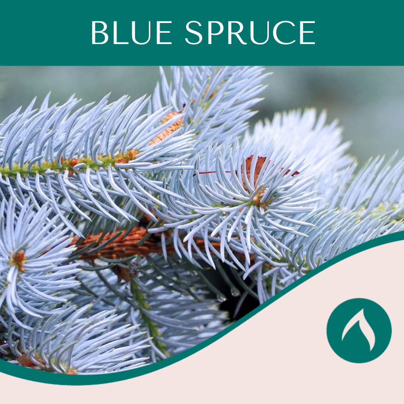 Blue Spruce