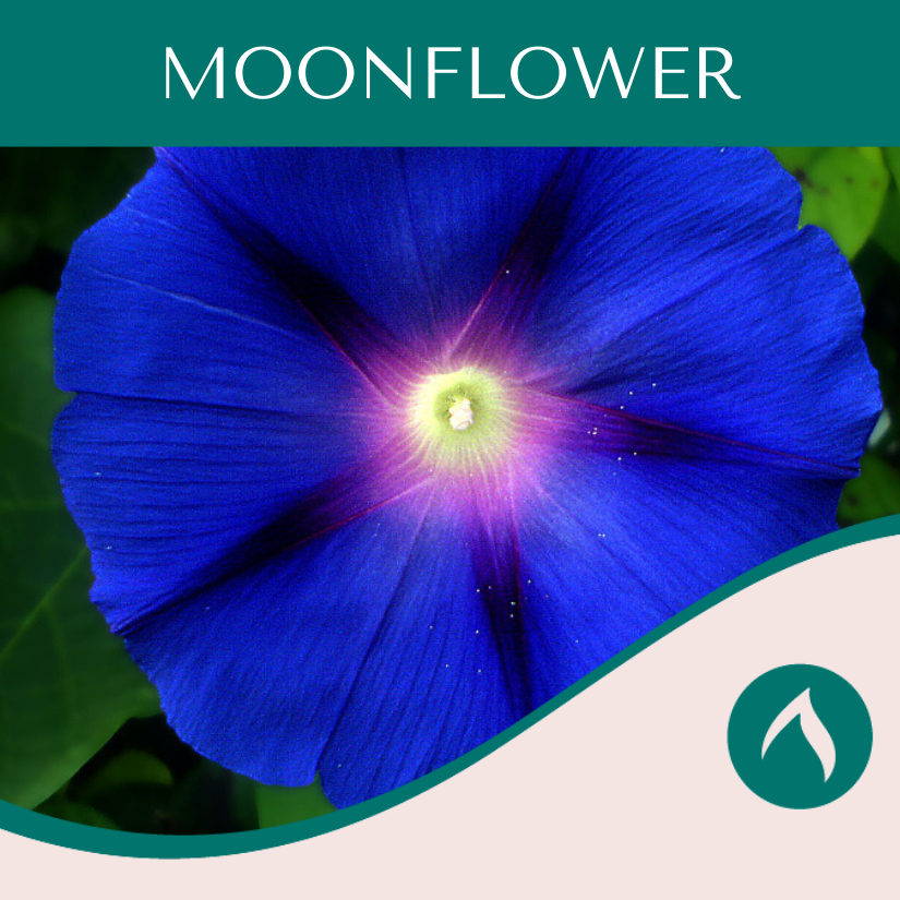 Moonflower