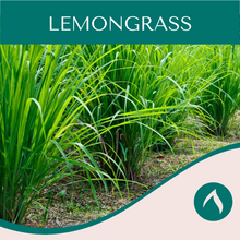 Load image into Gallery viewer, Lemongrass
