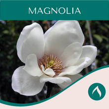 Load image into Gallery viewer, Magnolia

