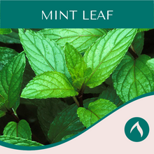 Load image into Gallery viewer, Mint Leaf
