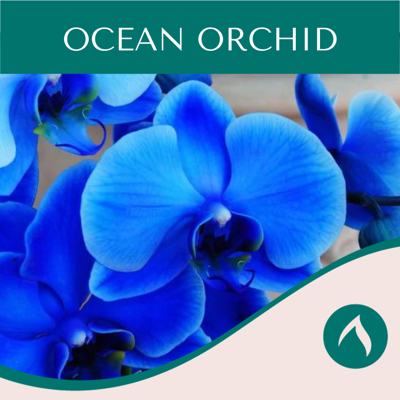 Ocean Orchid