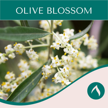 Load image into Gallery viewer, Olive Blossom
